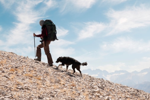 Une randonnée avec votre chien ? C’est possible !