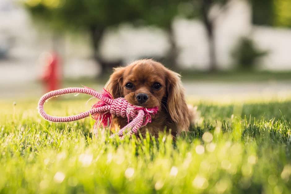 À quoi penser avant de partir en randonnée avec son chien ?